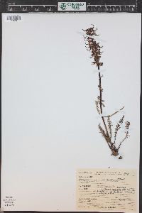 Pedicularis groenlandica image