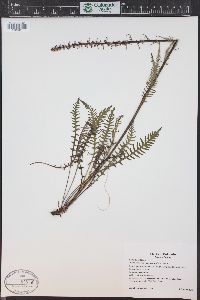 Pedicularis groenlandica image