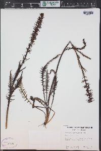 Pedicularis groenlandica image