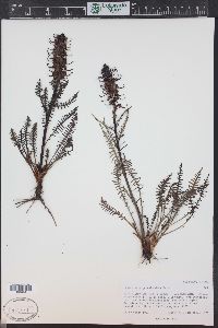 Pedicularis groenlandica image