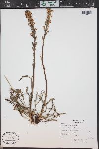 Pedicularis parryi image