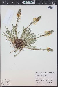 Pedicularis parryi image