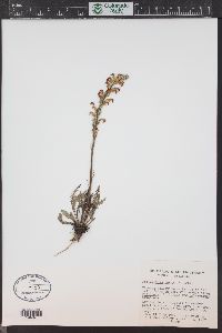 Pedicularis parryi image