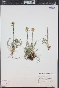 Pedicularis parryi image