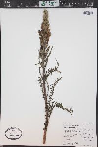 Pedicularis procera image