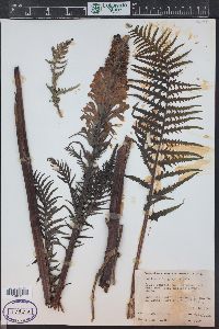 Pedicularis procera image