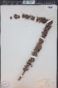 Pedicularis procera image
