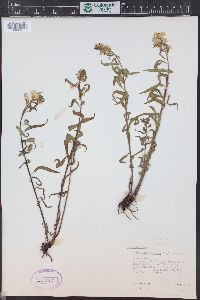 Pedicularis racemosa subsp. alba image