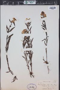 Pedicularis racemosa image