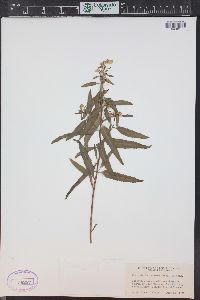 Pedicularis racemosa subsp. alba image