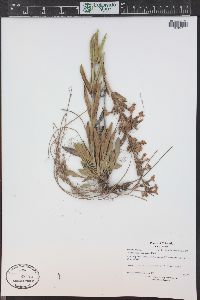 Penstemon albidus image