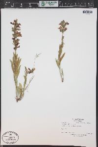 Penstemon albidus image