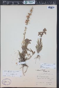 Penstemon albidus image