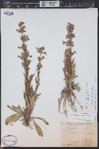 Penstemon albidus image