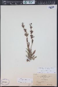 Penstemon albidus image