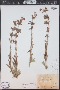 Penstemon albidus image