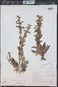 Penstemon albidus image