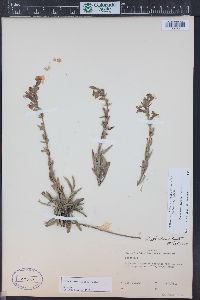 Penstemon albidus image