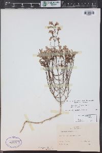 Penstemon ambiguus var. laevissimus image