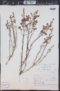 Penstemon ambiguus var. laevissimus image