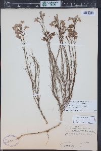 Penstemon ambiguus var. laevissimus image