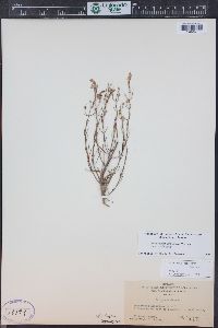 Penstemon ambiguus image