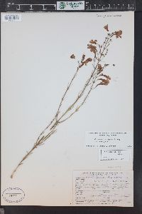 Penstemon ambiguus image