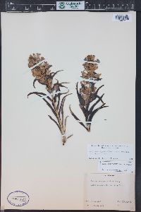 Penstemon angustifolius image