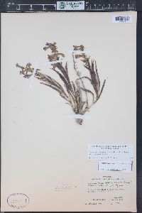 Penstemon angustifolius image