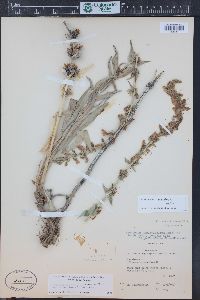 Penstemon angustifolius var. venosus image