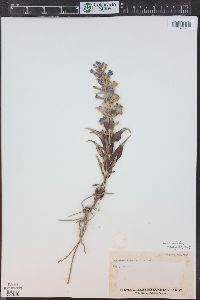 Penstemon angustifolius var. caudatus image