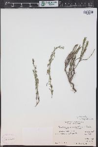 Penstemon crandallii image