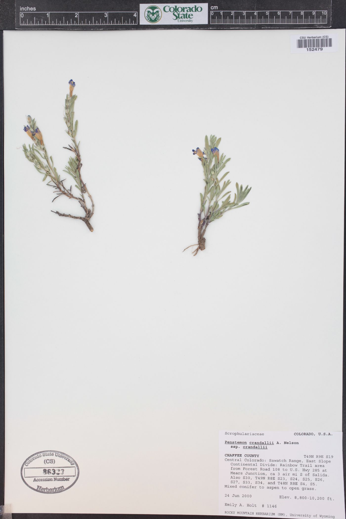 Penstemon crandallii image