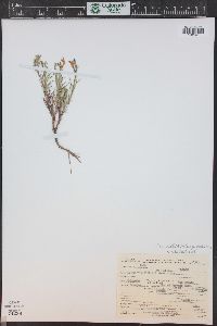 Penstemon crandallii subsp. glabrescens image