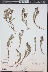 Penstemon crandallii subsp. glabrescens image