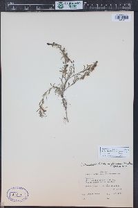 Penstemon crandallii subsp. glabrescens image
