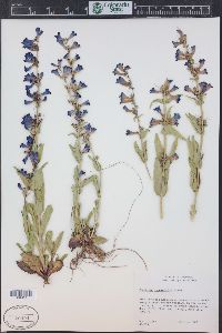 Penstemon cyanocaulis image