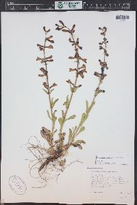 Penstemon cyanocaulis image