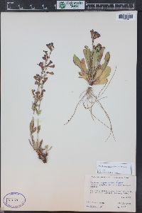 Penstemon cyanocaulis image