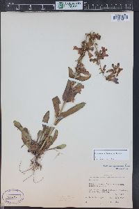 Penstemon cyanocaulis image