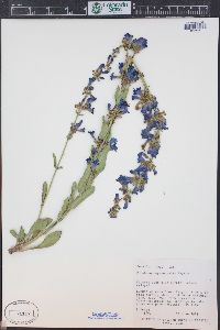 Penstemon cyanocaulis image