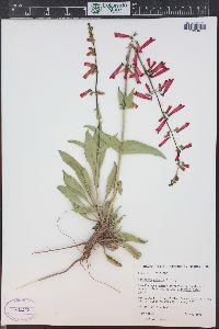 Penstemon eatonii image