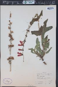 Penstemon eatonii image