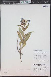 Penstemon glaber image