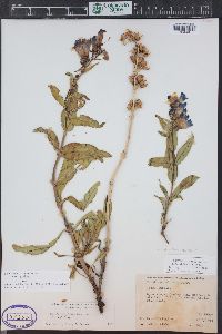 Penstemon glaber var. brandegeei image