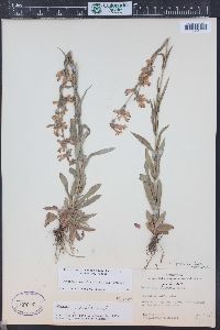 Penstemon gracilis image