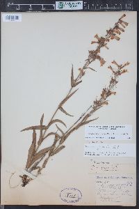 Penstemon gracilis image