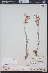 Penstemon gracilis image