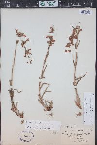 Penstemon gracilis image