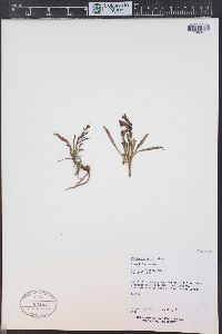 Penstemon hallii image